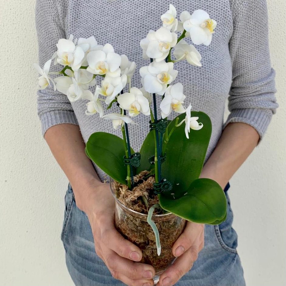 Potted orchid