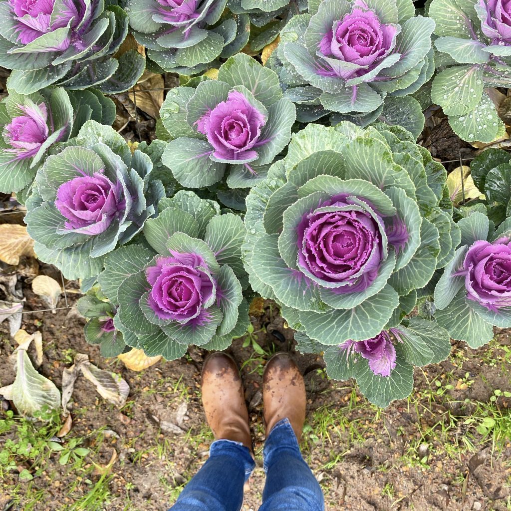 Ornamental kale in a flower field
