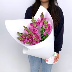 Bouquet of pink snapdragons in full bloom - Sydney flower delivery