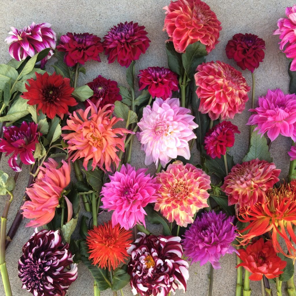 Dahlias of different varieties in summer colours 
