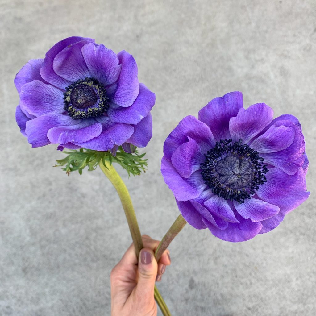Purple anemone stems with dark centres