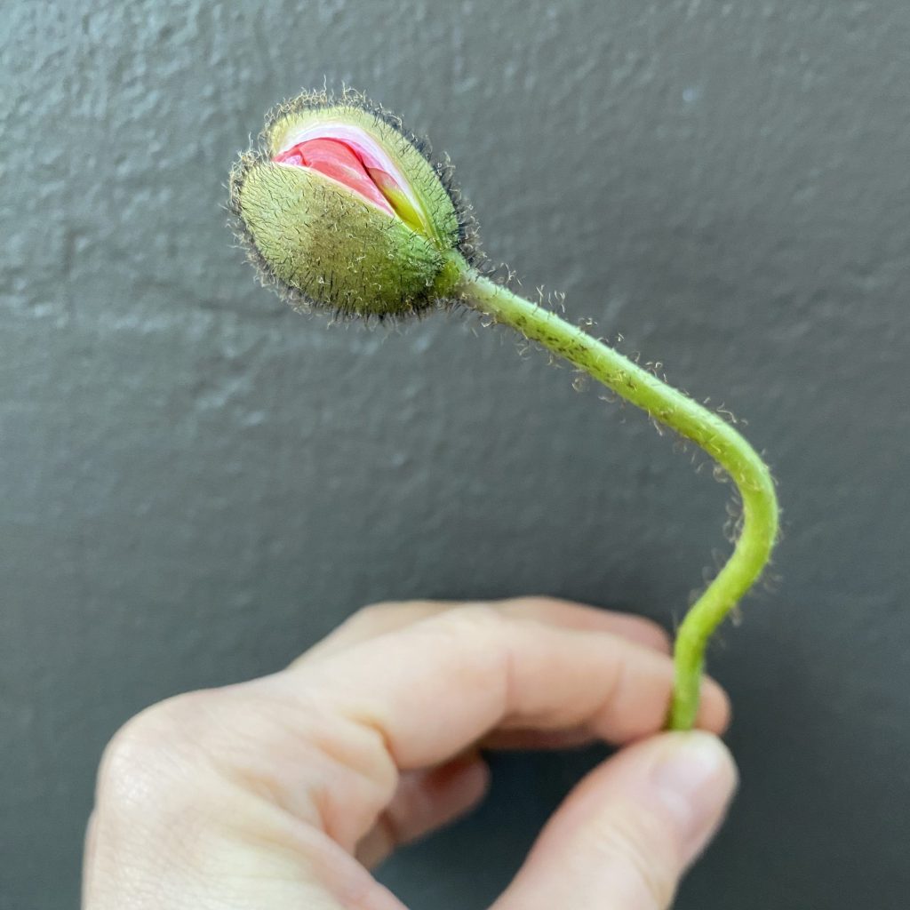 Single poppy stem in bud with outer casing intact