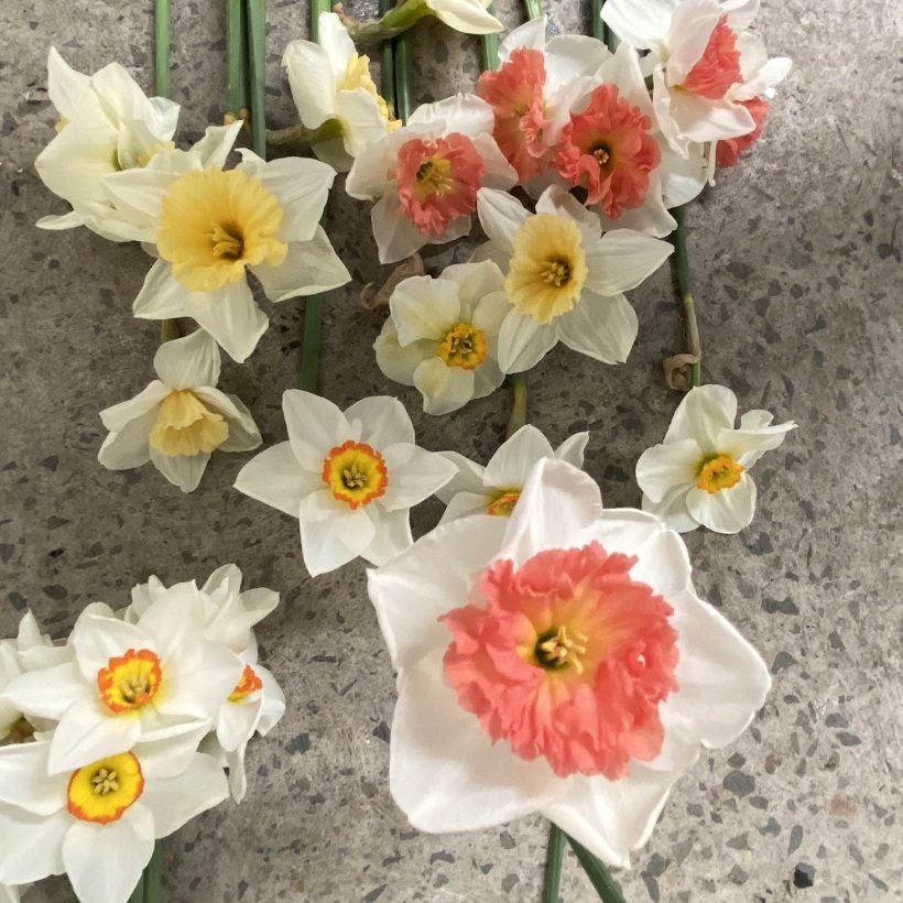 Mixed daffodil varieties in yellow and peach tones