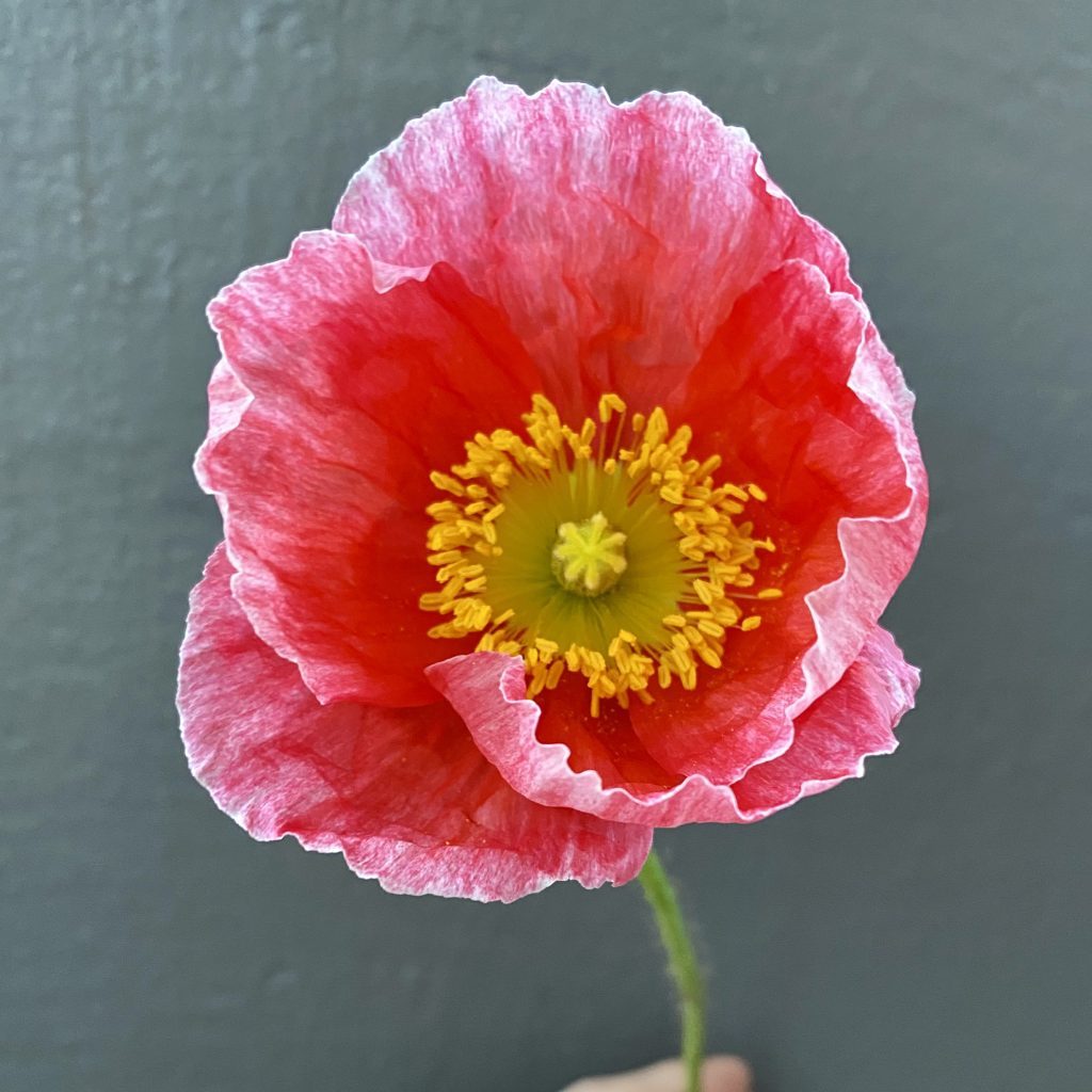 Fully open poppy flower showing delicate petals