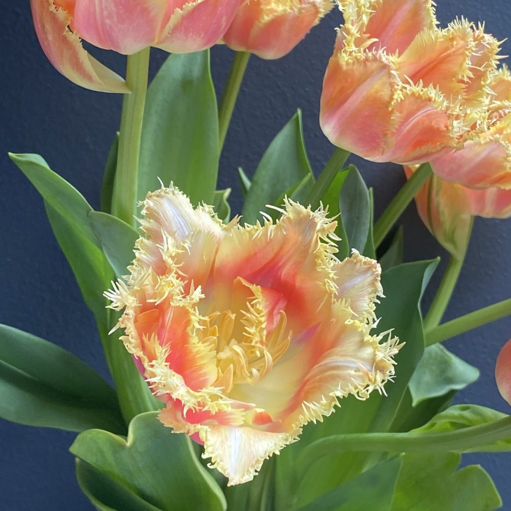 Close-up of a frilly tulip showing ruffled petal edges
