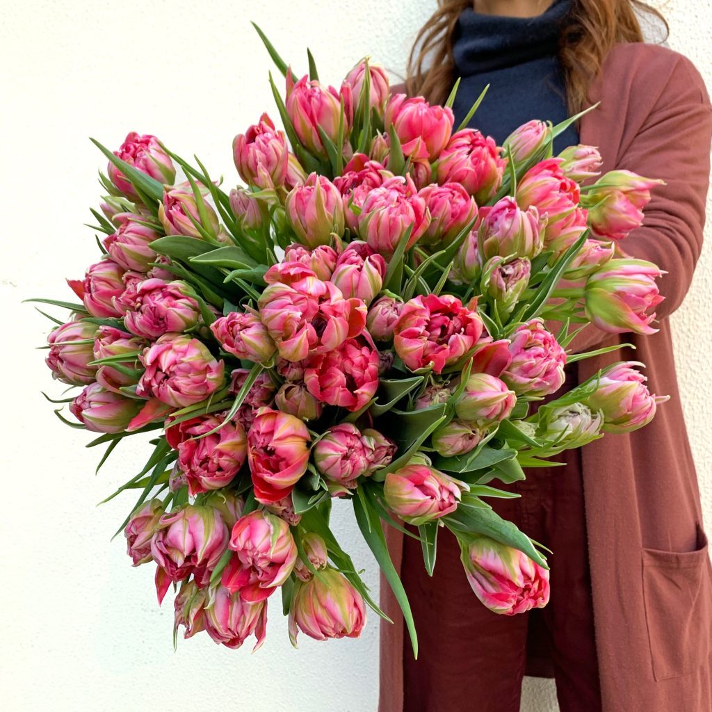 Fully open deep pink peony tulips showing layered petals
