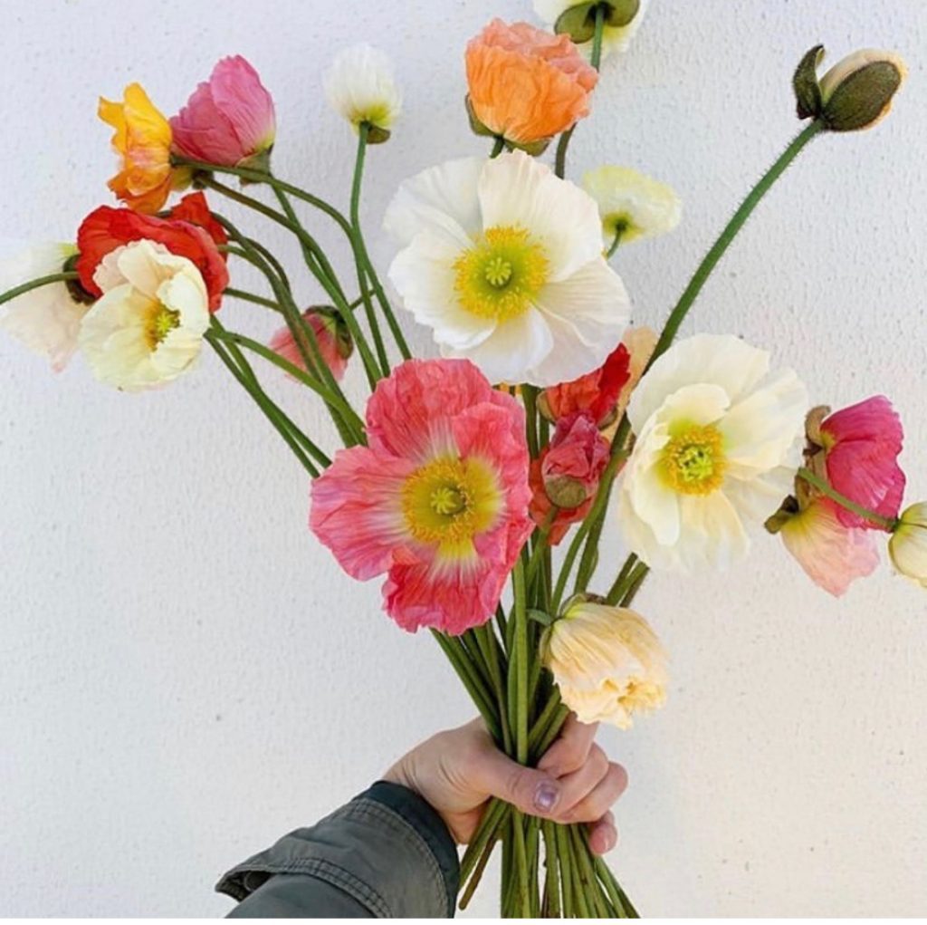 colourful poppies opening in bouquet for Mother’s Day