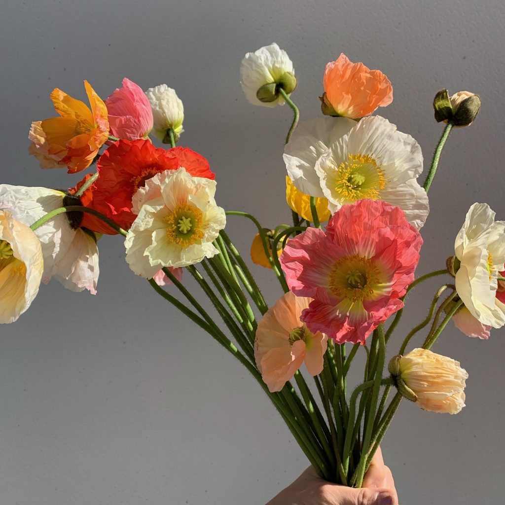 Poppies being held in natural sunlight without wrapping