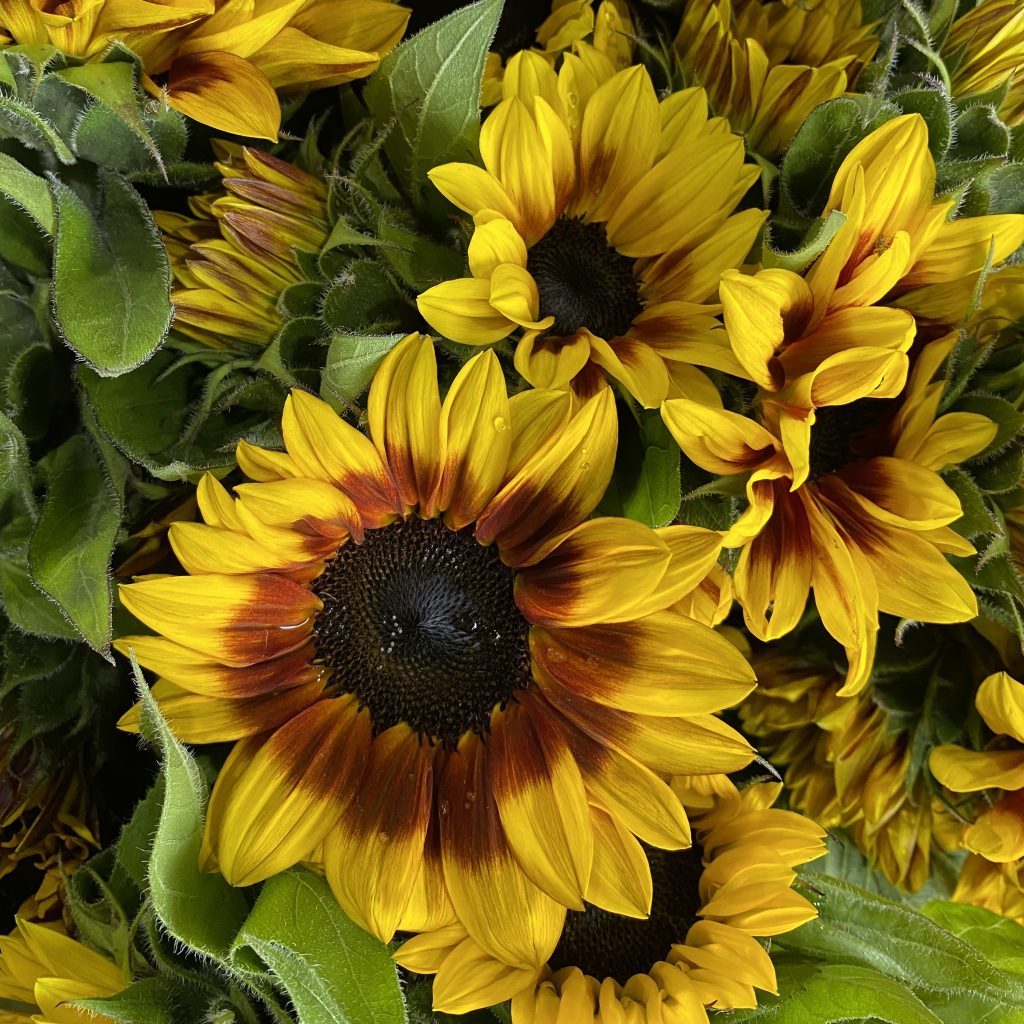 Autumn flowers in the Seasonal Flower Club flower subscription